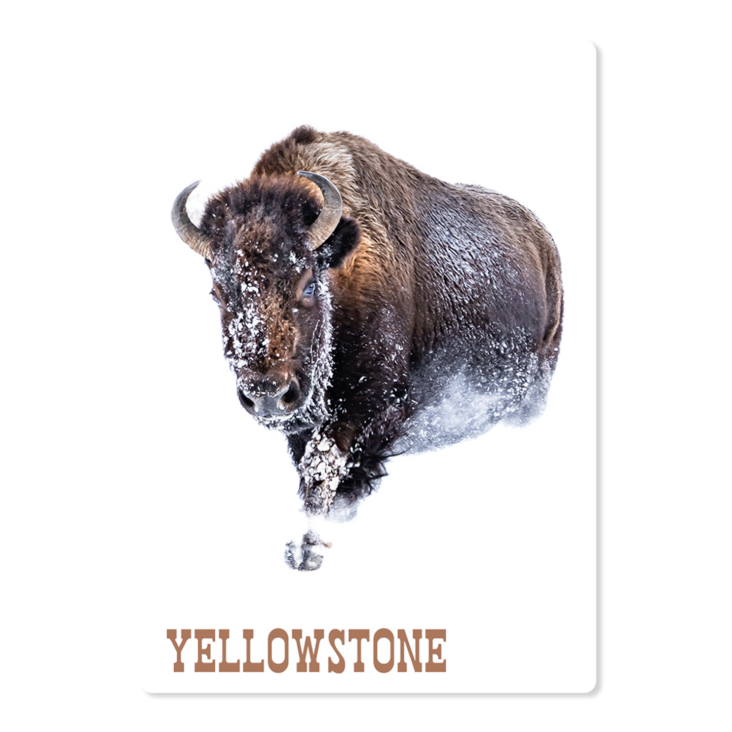 Yellowstone Bison Magnet