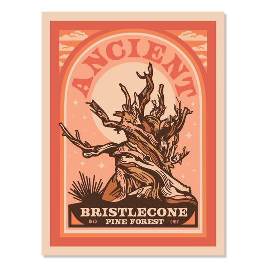 Ancient Bristlecone Pine Forest Poster