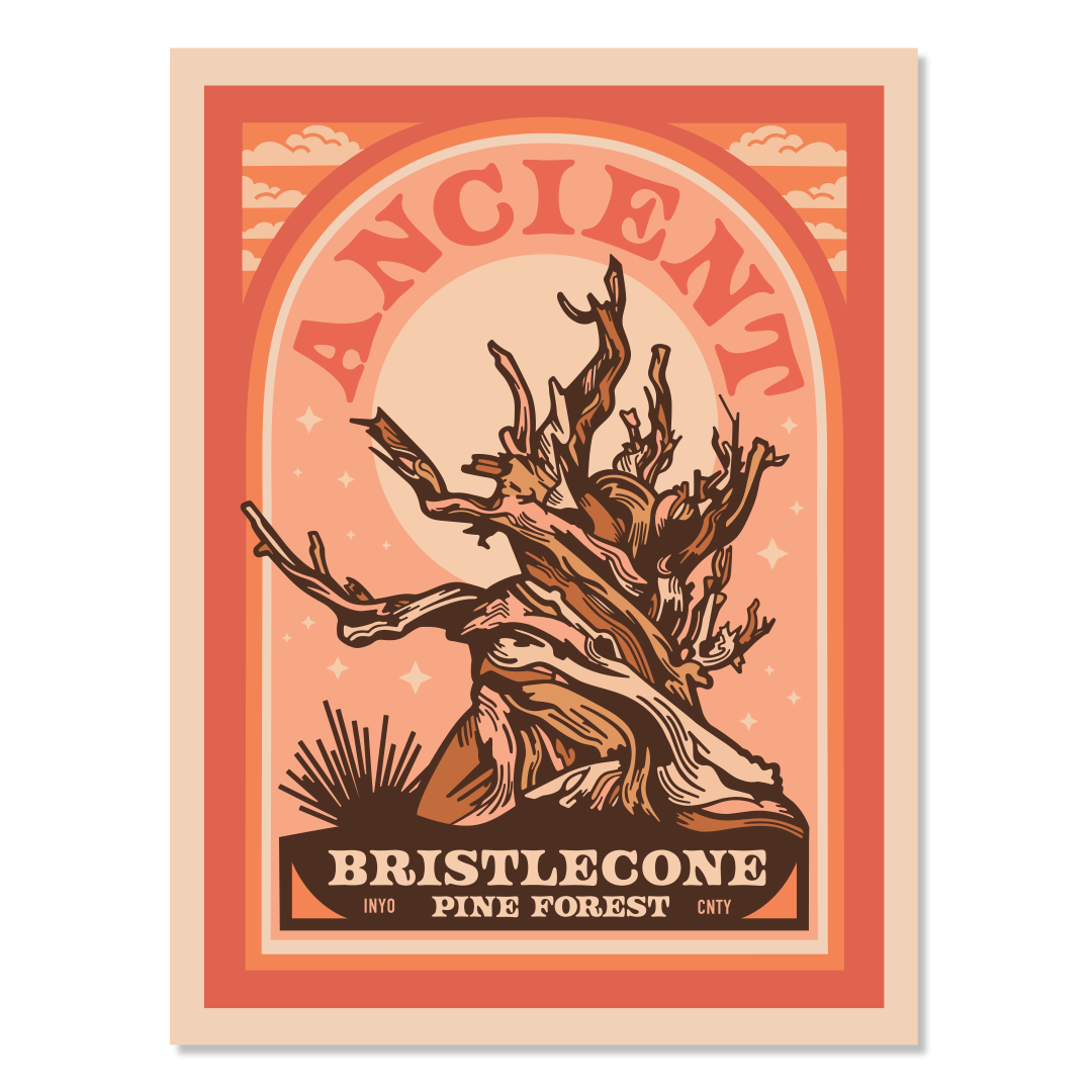 Ancient Bristlecone Pine Forest Poster