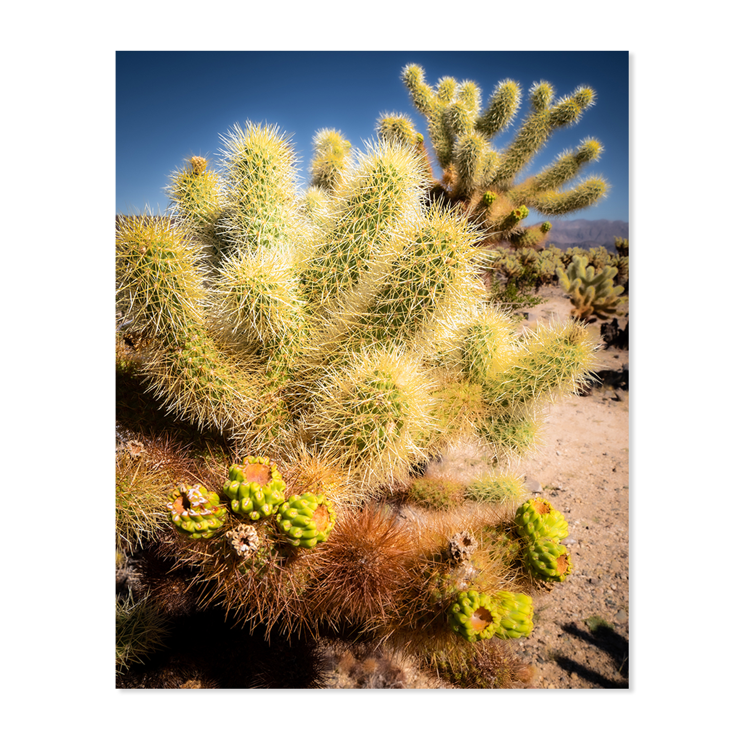 Joshua Tree National Park, Print