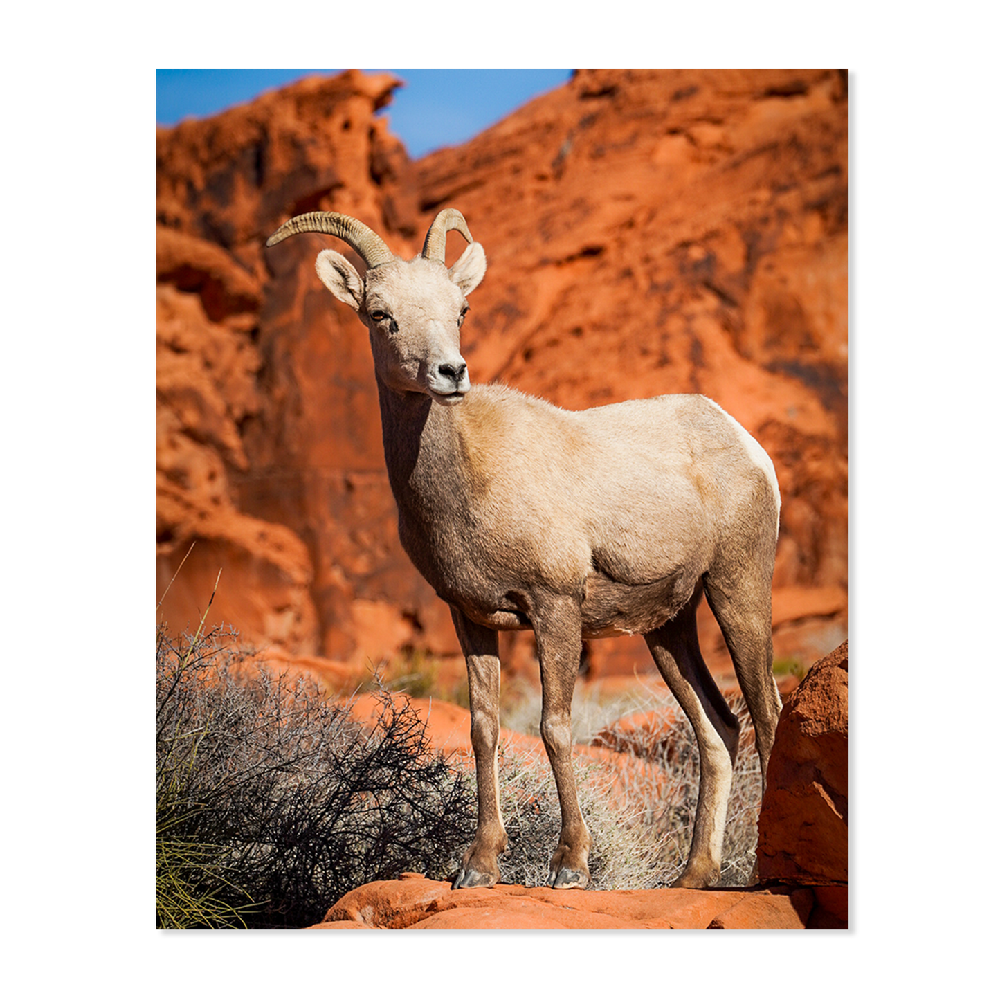 Red Rock Canyon Bighorn Sheep Print