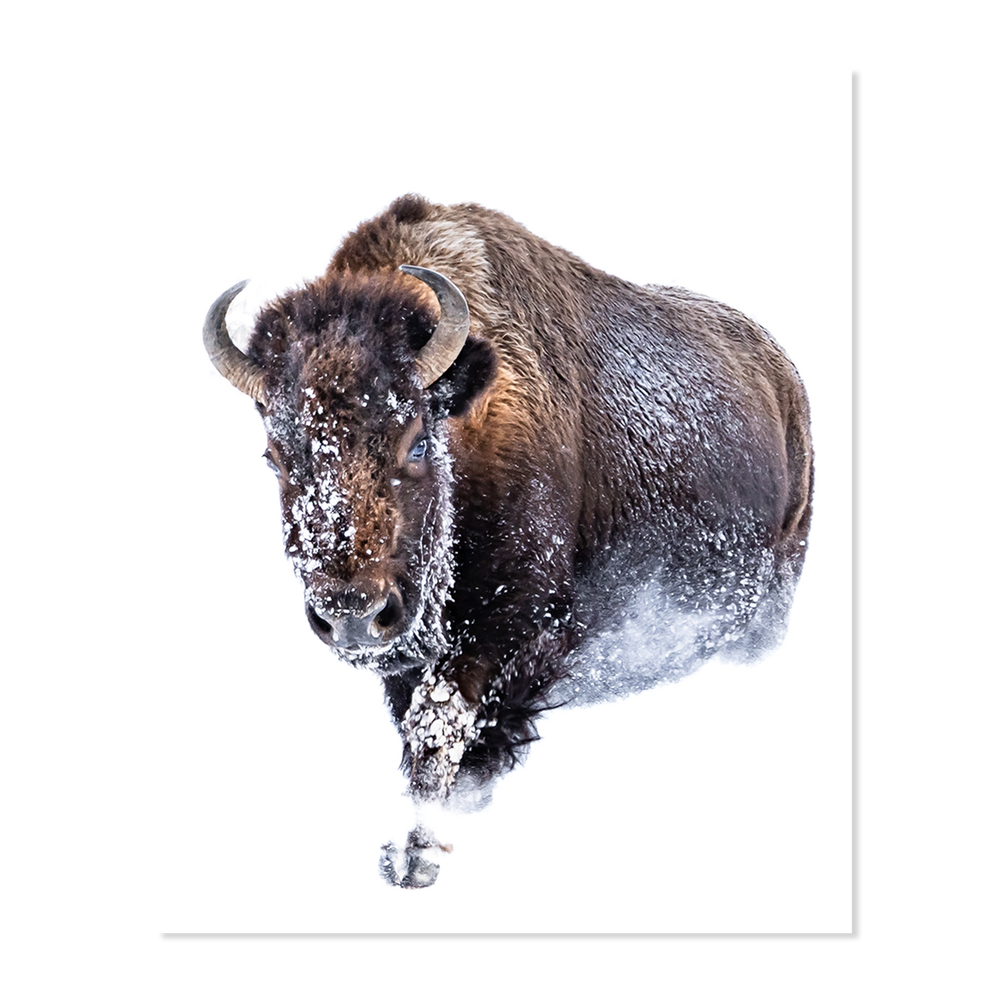 Yellowstone National Park Bison Print